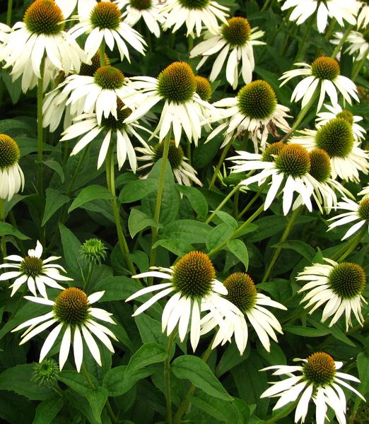 Echinacea purpurea 'Swan White' 